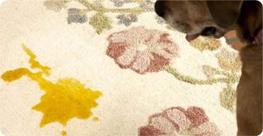 Dog pee on a rug